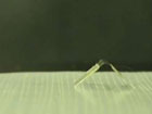 Ученые создали управляемую водой шагающую «гусеницу». Фото