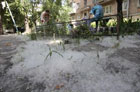 Киев буквально завалило пухом. Ученые кивают на плохую экологию. Фото