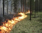 На Полтавщине горит гектар леса. Спасатели опасаются ухудшения ситуации