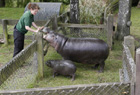 Английский зоопарк показал посетителям свою «карликовую» гордость. Фото
