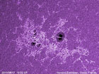 Астроном сфотографировал гигантский световой «мост» через пятно на Солнце. И не знает, что это такое. Фото