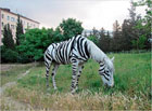 Такого Вы еще не видели. В Севастополе задержали лошадь-зебру. Фото