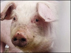 Японцы хотят выращивать человеческие органы в организме свиньи