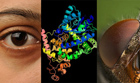Биологи ради магнитного зрения заменили белок в глазах мушек-дрозофил. Чудно время провели