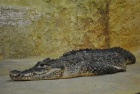 Нашествие крокодилов в Ялте. Но туристам пока бояться нечего. Фото