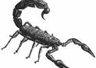 Американцы создали первую сыворотку против яда скорпиона. Правда, от нее все время тошнит, и кожа адски чешется