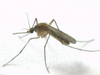 Ученые «зовут» бесплодных комаров-самцов на войну с малярией