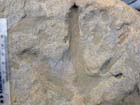 В Австралии найдены следы полярных динозавров. Видео