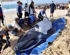 Большой малыш. В Австралии спасли детеныша горбатого кита, выбросившегося на местный пляж. Фото
