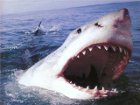 На Приморском побережье акула чудом не доела туриста
