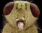 Невероятно детальные снимки насекомых в 3D. Фото