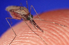 На смену мариупольской холере пришли крымские комары с гельминтами