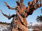 Они видели все. Самые старейшие деревья в мире. Фото