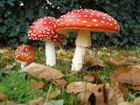 Минздрав предупредил: все грибы в Украине опасны