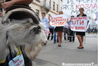 «С Табачника реформ, как с козла – молока». Януковича попросили уволить министра образования. Фото