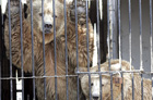 В киевском зоопарке продолжают умирать животные. Руководство просит не огорчаться