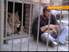 Украинец прожил в клетке с львицей семь недель и принял роды у хищницы. Это, несомненно, мировой рекорд