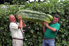 Вы даже не представляете, что может вырасти у вас на грядке. Самые большие овощи в мире. Фото