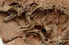 Немецкие палеонтологи откопали нечто такое, что аж сами диву дались. За такое не грех и выпить