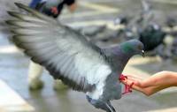 В Киево-Печерской Лавре запретили кормить голубей. Гадят сволочи