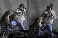 Это вам не пушистый милый котик. В Индии дикий леопард снял скальп с прохожего. Фото