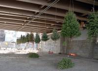 Как можно использовать выброшенные новогодние елки. Фото
