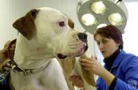 Ветеринары уверены, что эпидемию бешенства придумали специально из-за Евро-2012