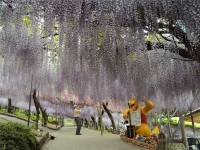 Фантастический сад цветов Кавати Фужи. Фото
