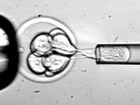 Ученые заявляют, что лечение эмбриональными стволовыми клетками также безопасно, как держать деньги в швейцарских банках