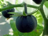 В Израиле вывели новый сорт томатов – «черная галактика». Черные помидоры – кладезь  антиоксидантов и витамина С. Фото