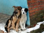 Австрия поможет Украине справиться с бездомными собаками и... медведями