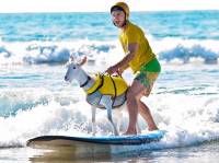 Домашняя коза освоила премудрости серфинга. Фото
