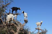 Голод - не тетка. Иногда даже козы пасутся на деревьях. Фото