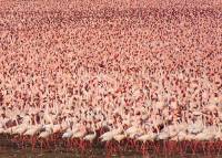 Вы когда-нибудь видели миллион фламинго в одном месте? Фото