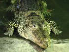 На киевской живодерне, называемой зоопарком, скончался очень редкий крокодил. Не первый, но последний