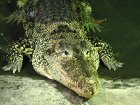 Кто бы мог подумать. В Киевском зоопарке отрицают свою причастность к смерти крокодила Гоши