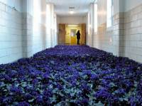 Вы никогда не пробовали уместить в одной комнате 28 000 цветов?