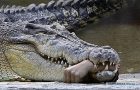 Простая причина зверств на Николаевщине, жуткое обещание Азарова и плачущий крокодил с депутатским значком. Картина выходных (24-25 марта 2012)