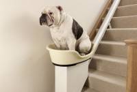 С жиру бесятся. В Британии для толстых и ленивых собак соорудили лестничный лифт за 8 тыс. баксов