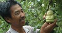 Китайский фермер научился выращивать плоды груши в виде Будды. Талант или проклятое ГМО?