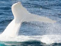 У побережья Камчатки появился настоящий «кит-убийца»