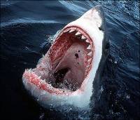 Египетские власти предупреждают, что у побережья  замечены голодные акулы. Вы все еще хотите в отпуск?