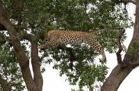 Вы все еще думаете, что летают только птицы? Тогда посмотрите на это