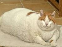 В США умер самый толстый кот в стране. А, может, и в мире