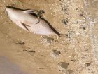Крымские пляжи усеяны трупами дельфинов. Специалисты утверждают, что это обычное явление