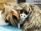 Йоркширский терьер заменил сиротливым котятам маму