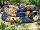 На Херсонщине змеи все чаще нападают на людей. Так что будьте внимательны