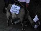 Во Львове уже даже козы проявляют гражданскую активность