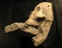 Итальянский археолог откопал скелет предполагаемого вампира, похороненного в 16 веке