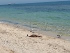 «Покращення» достигло черноморских глубин. Такого количества мертвых дельфинов на Одесщине еще не видели
